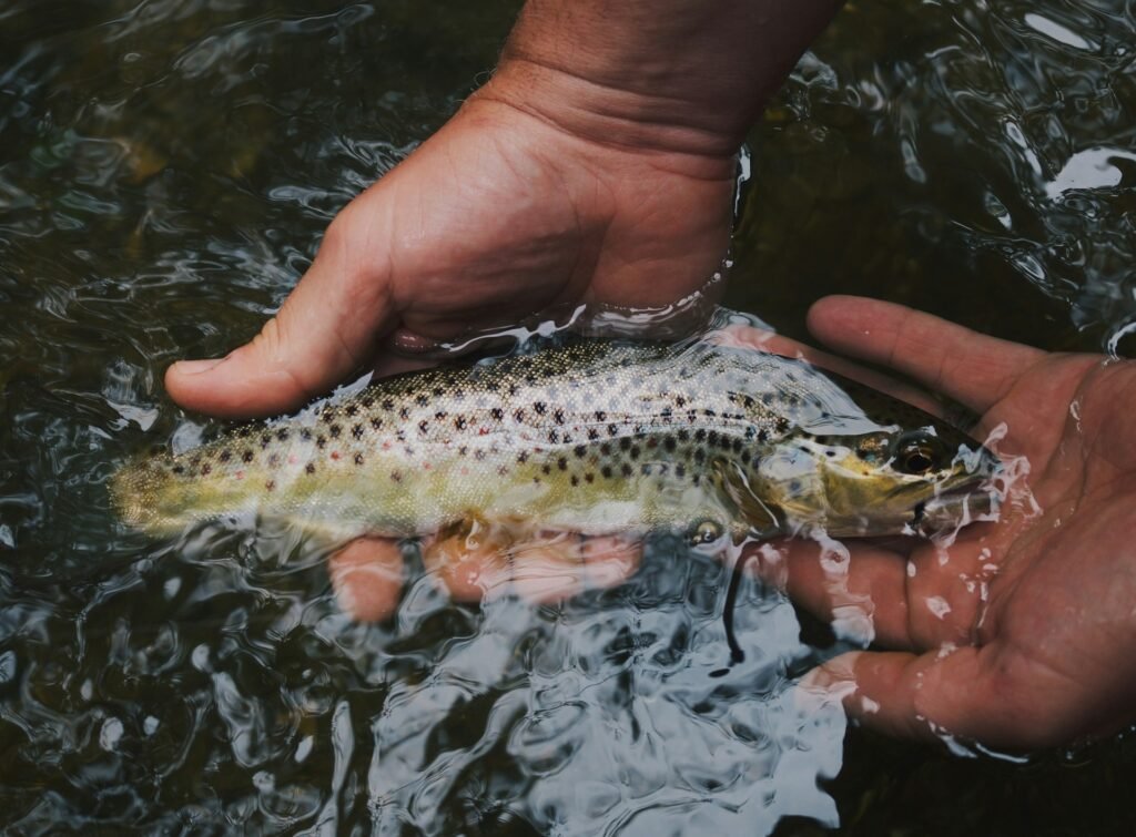 The Role of Anglers in Sustaining Fish Populations