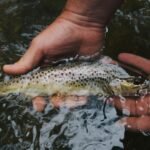 The Role of Anglers in Sustaining Fish Populations